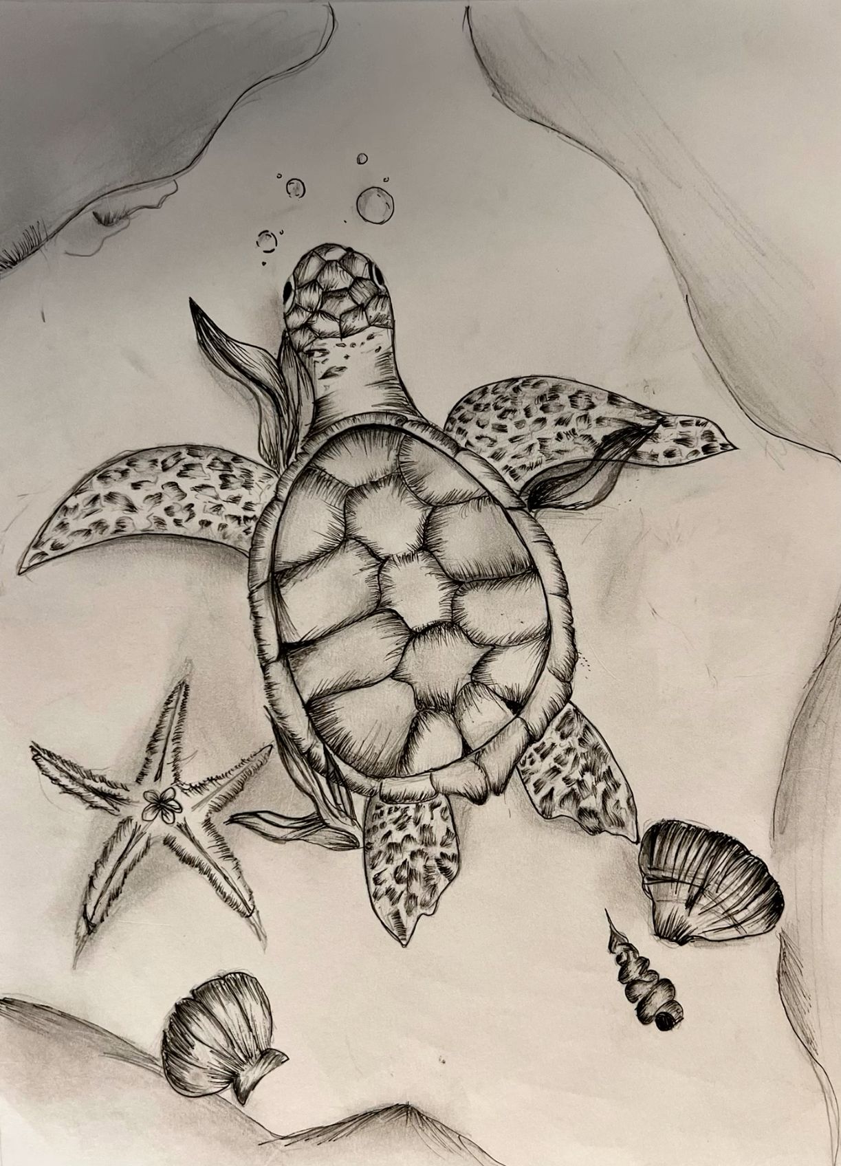 Desenho de Tartaruga: Tartaruga fofa e simples para desenhar