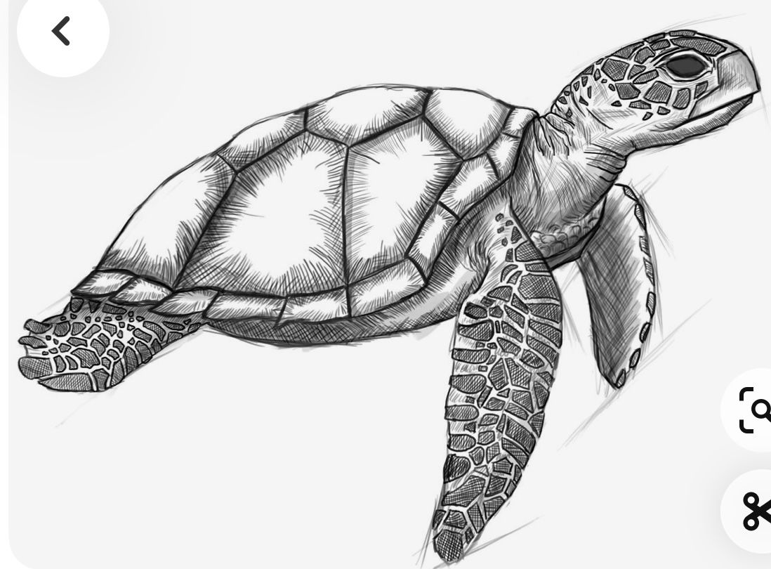 Desenho de Tartaruga: Tartaruga fofa a lápis para desenhar