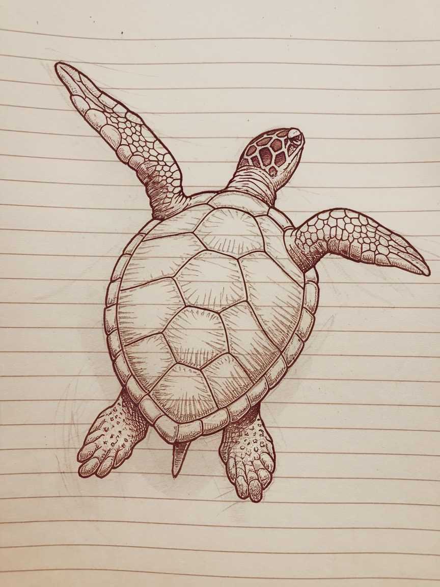 Desenho de Tartaruga: tartaruga realista a lápis para desenhar