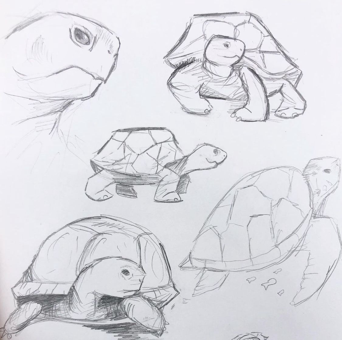 Desenho de Tartaruga: Tartarugas fofas a lápis para desenhar