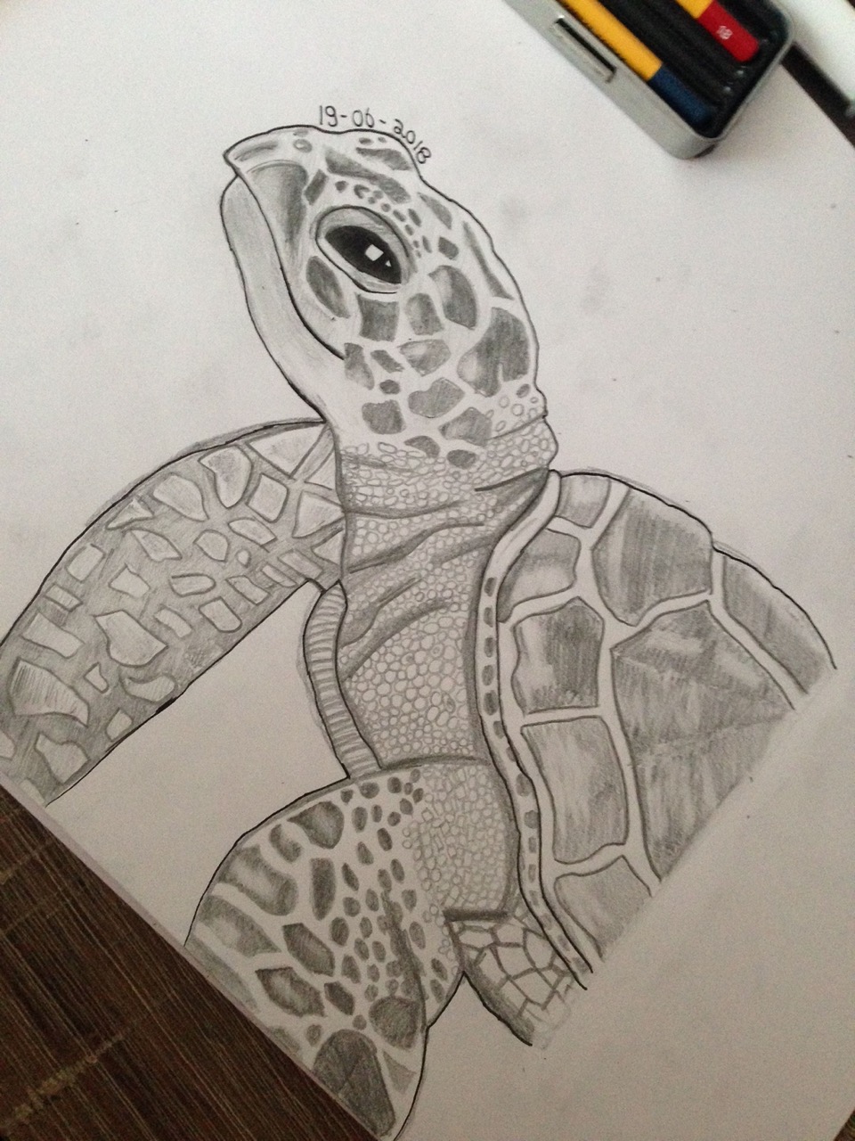 Desenho de Tartaruga: Tartaruga fofa a lápis para desenhar