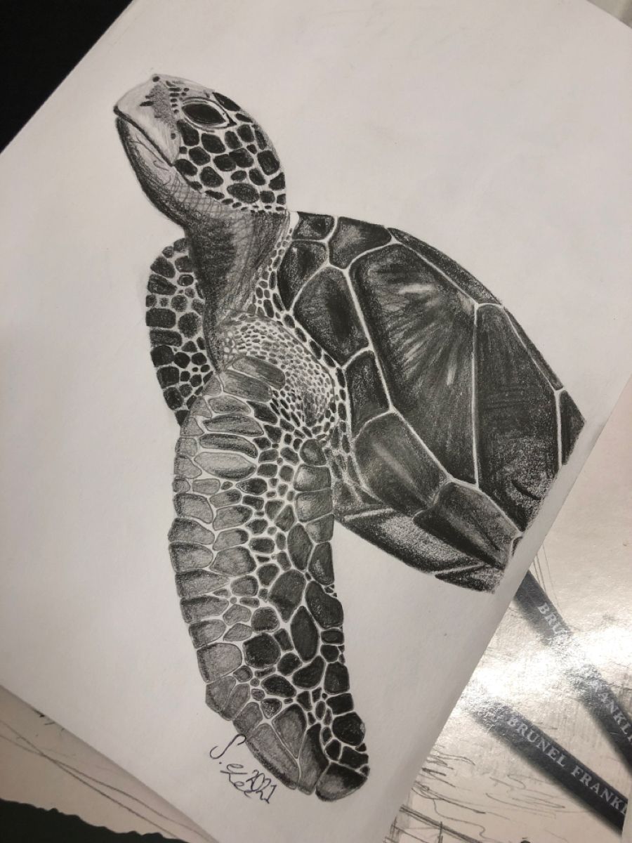 Desenho de Tartaruga: Tartaruga realista a lápis para desenhar
