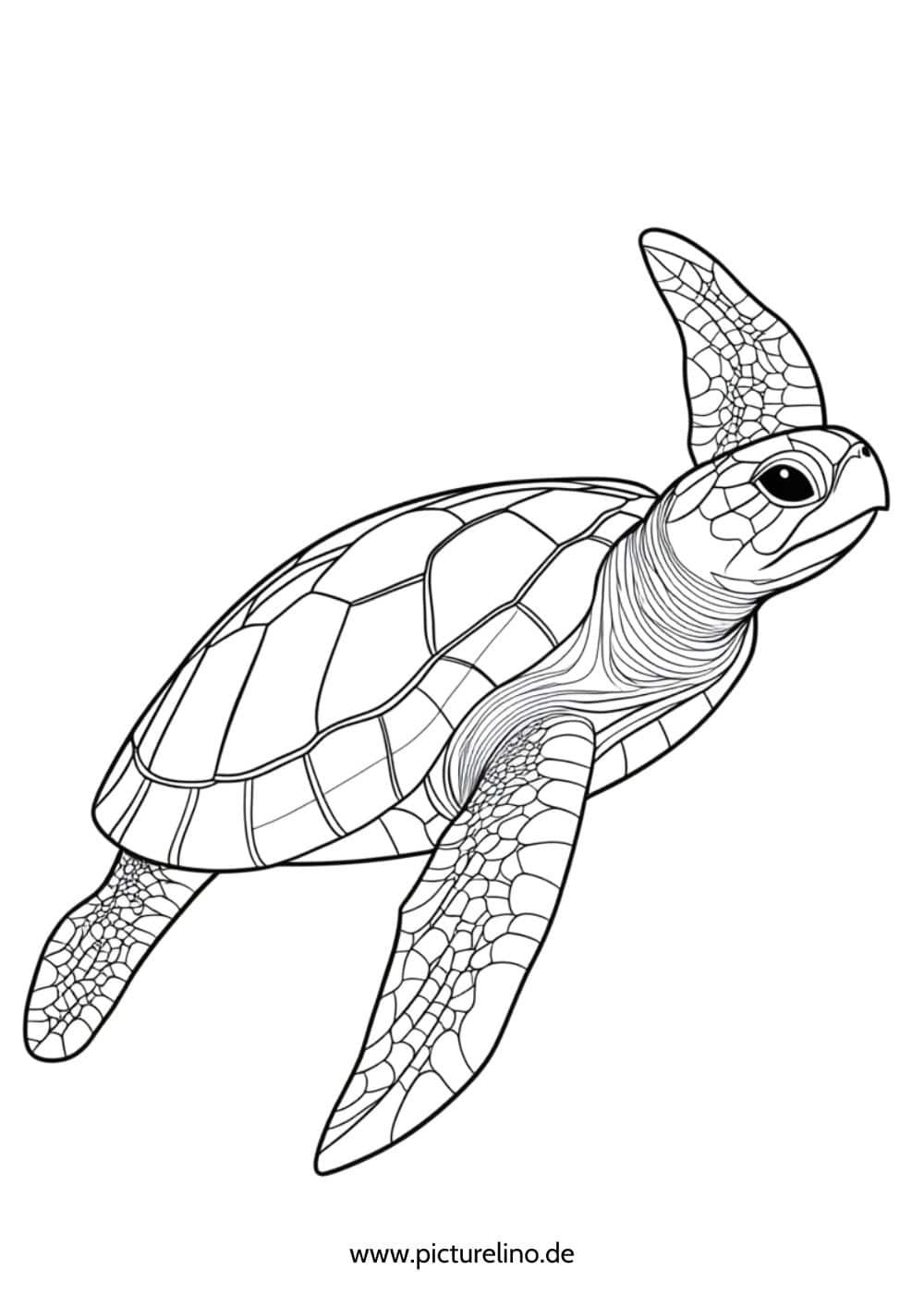 Desenho de Tartaruga: tartaruga fofa para desenhar