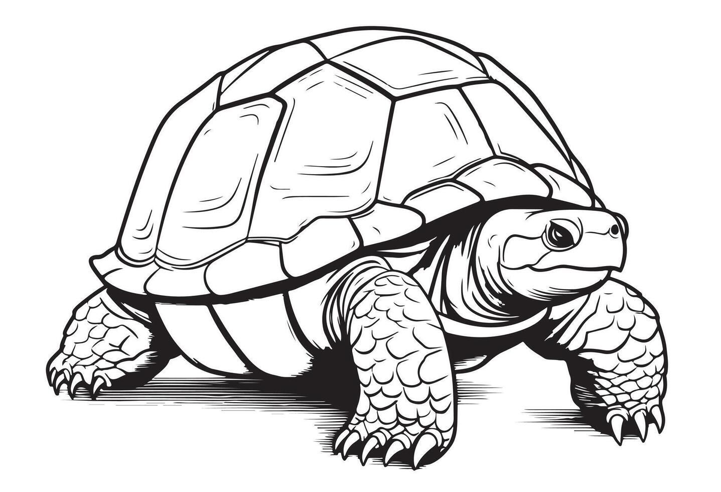 Desenho de Tartaruga: Tartaruga fofa a lápis para desenhar