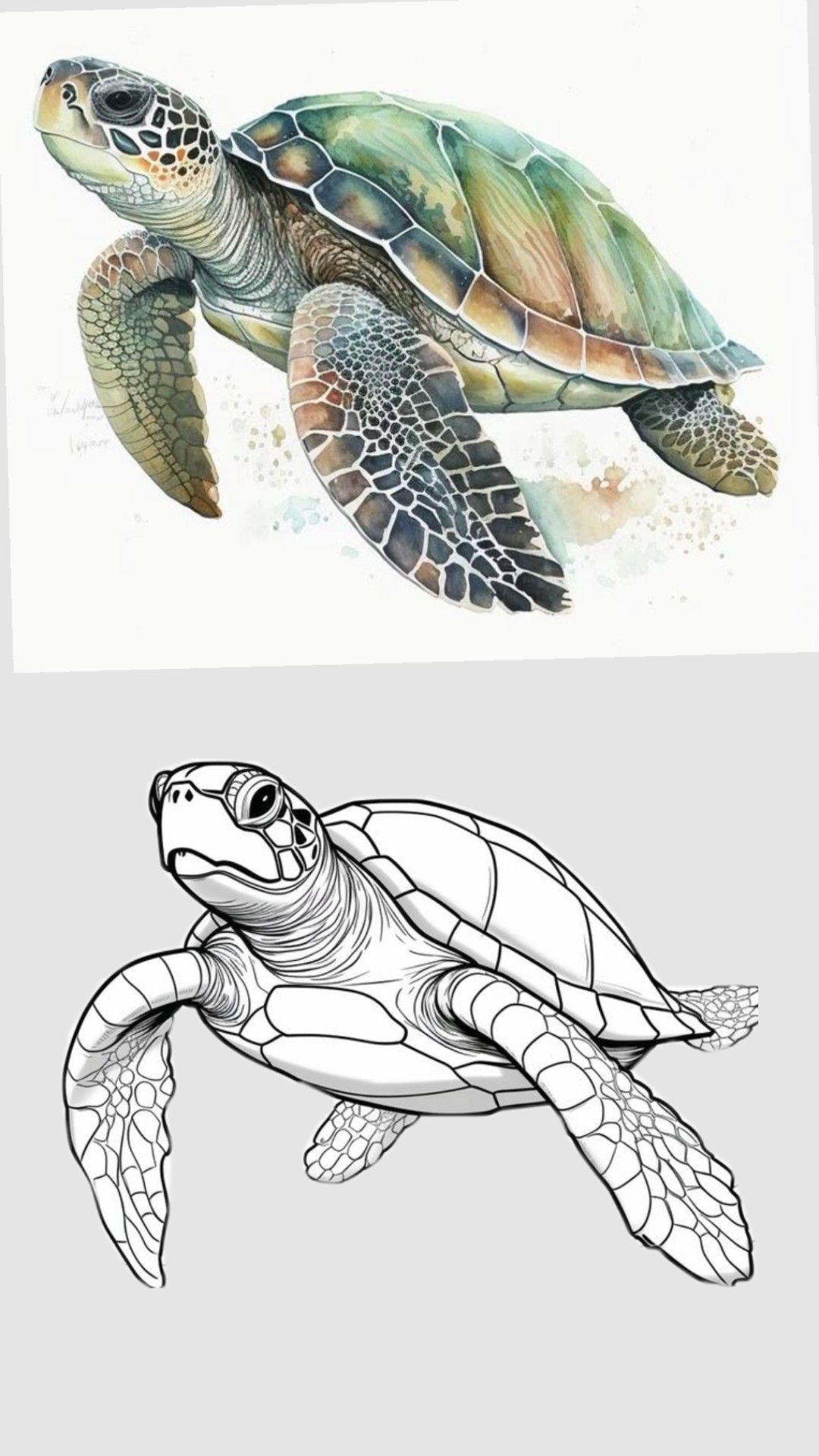 Desenho de Tartaruga: Tartaruga fofa e simples para desenhar