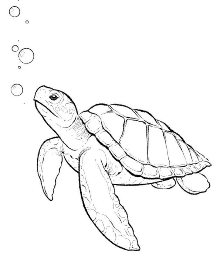 Desenho de Tartaruga: Tartaruga fofa a lápis para desenhar