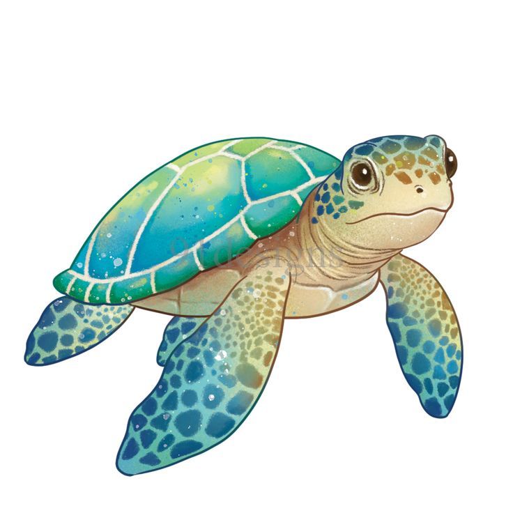 Desenho de Tartaruga: Tartaruga fofa e colorida para desenhar