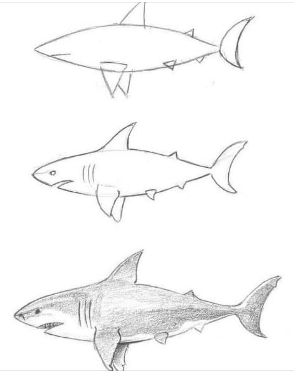 Desenho de Tubarão: Tubarão a lápis simples e fácil