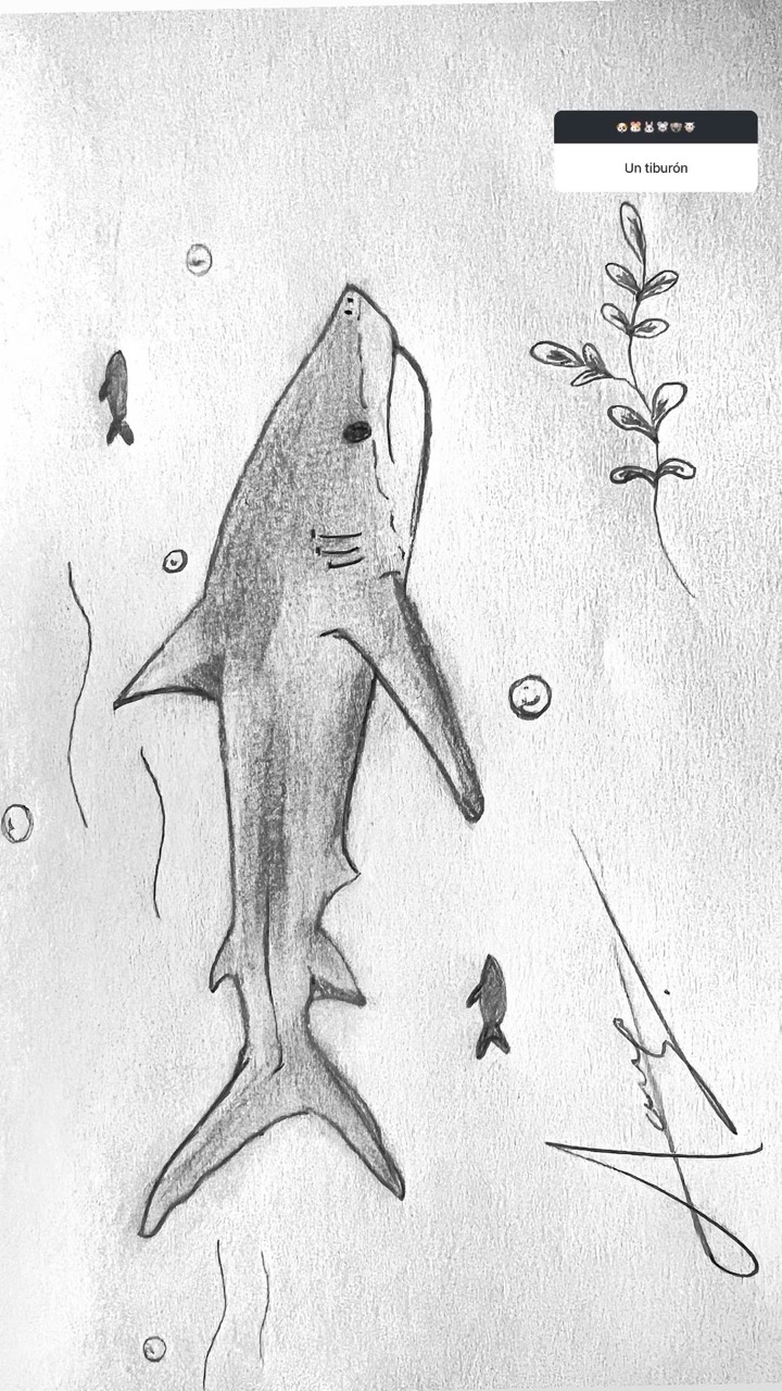 Desenho de Tubarão: Tubarão a lápis fácil de desenhar