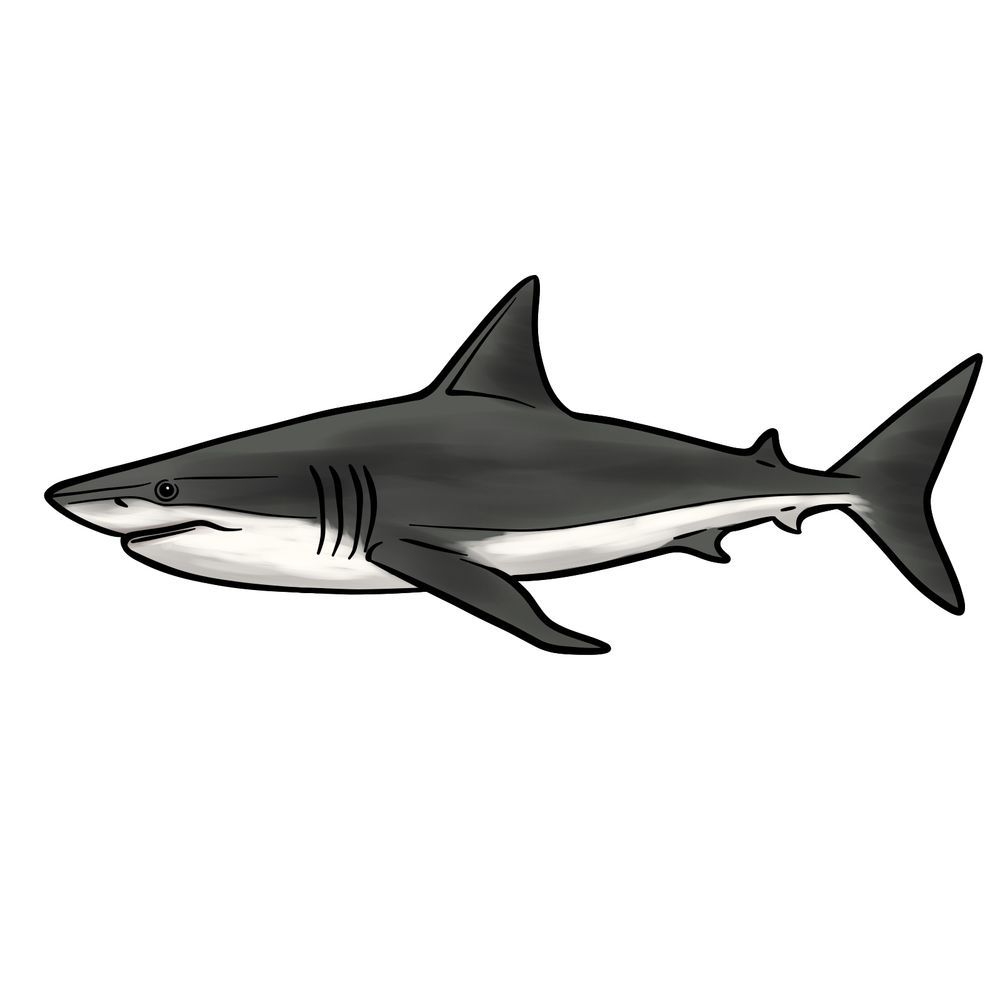 Desenho de Tubarão: Tubarão realista a lápis