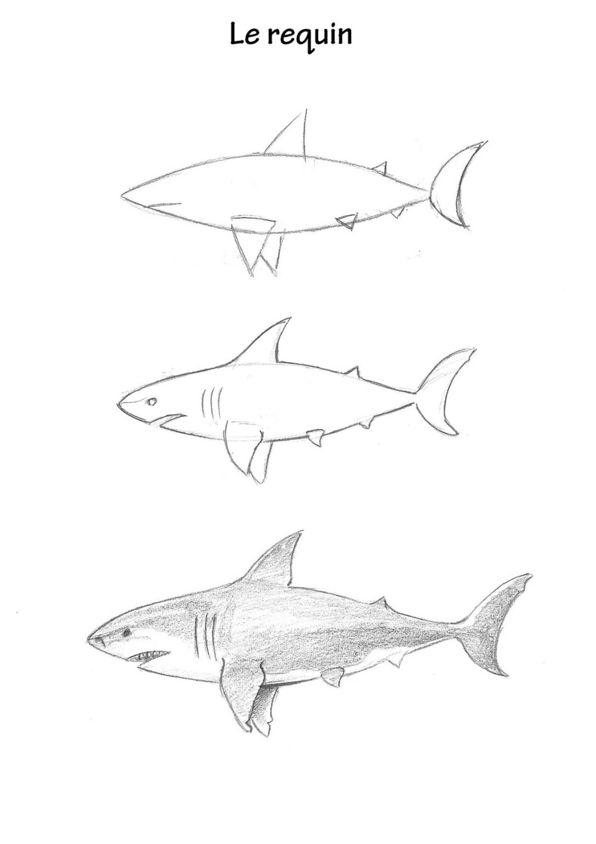 Desenho de Tubarão: Tubarão a lápis em três etapas