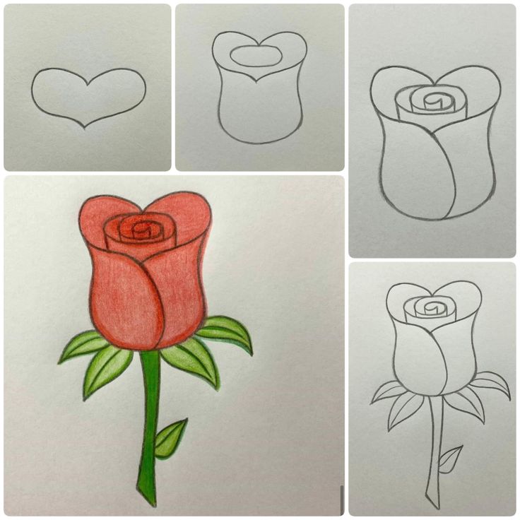 Desenho para Desenhar Passo a Passo: Rosa colorida em etapas