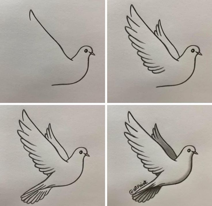 Desenho para Desenhar Passo a Passo: Pássaro alado em quatro etapas