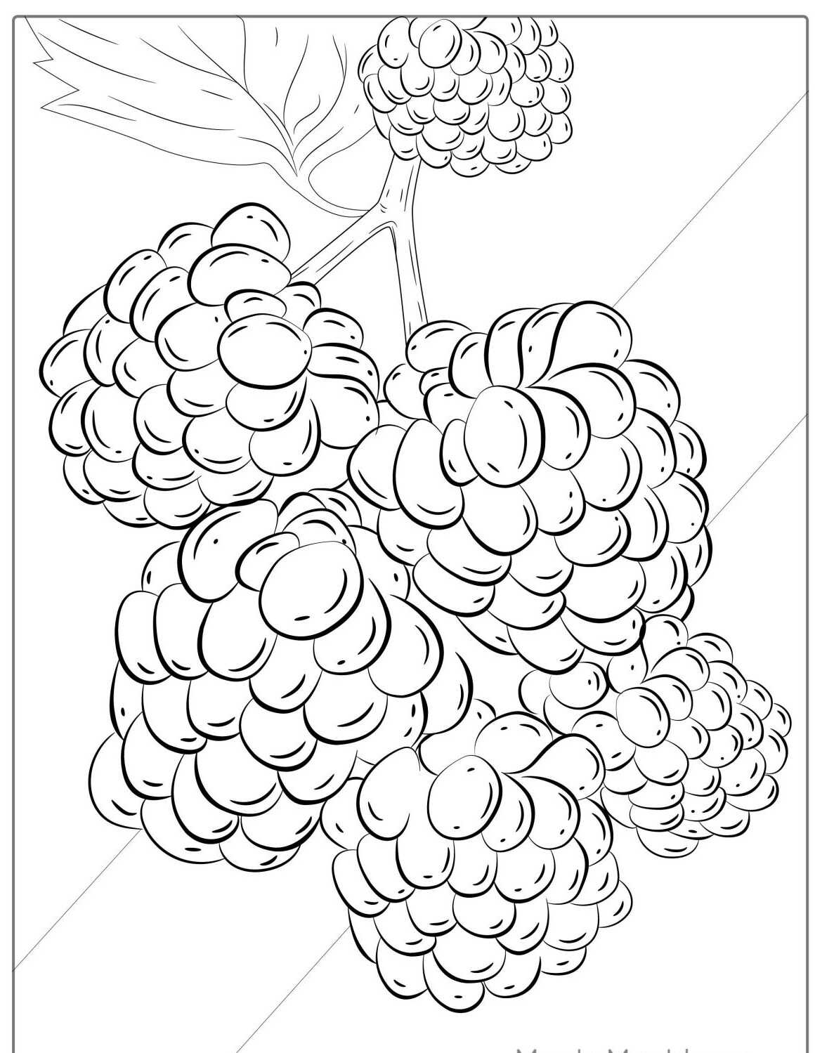 Desenho da Fruta Amora em galho para colorir