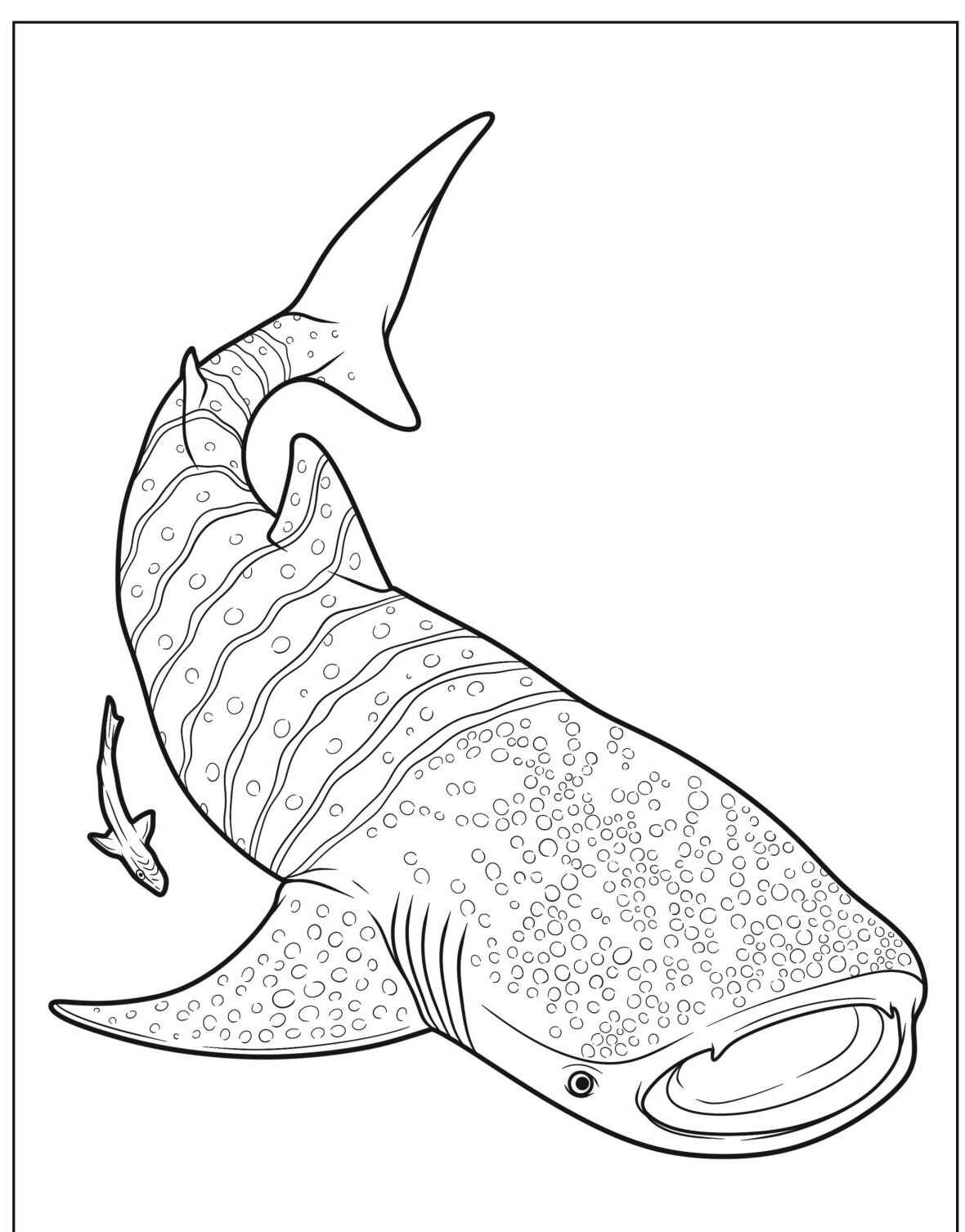 Desenho de Tubarão Baleia realista para colorir